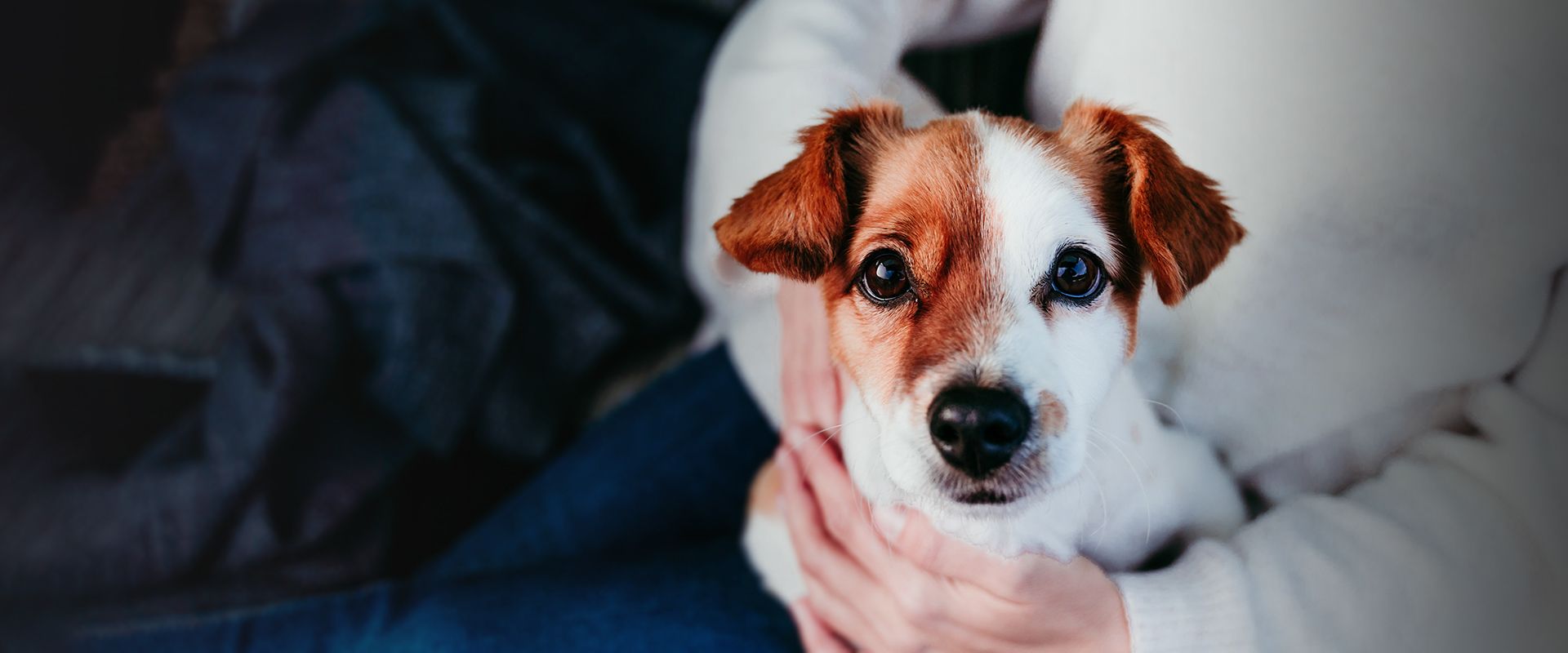 jack russell dog in the arms of his owner