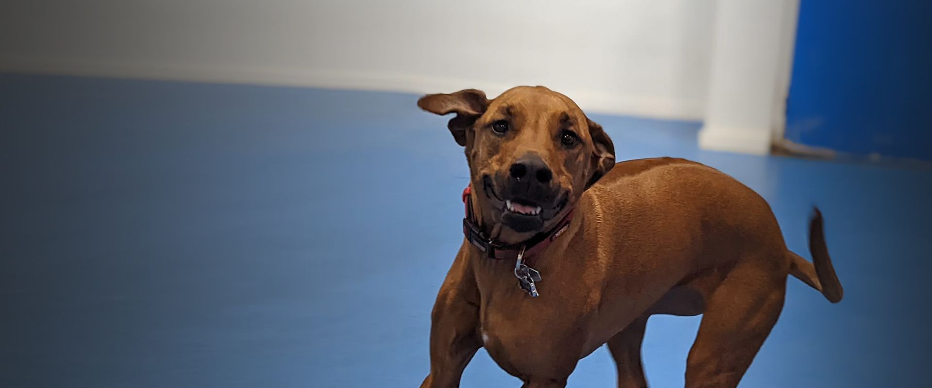 brown dog smiling on blue background