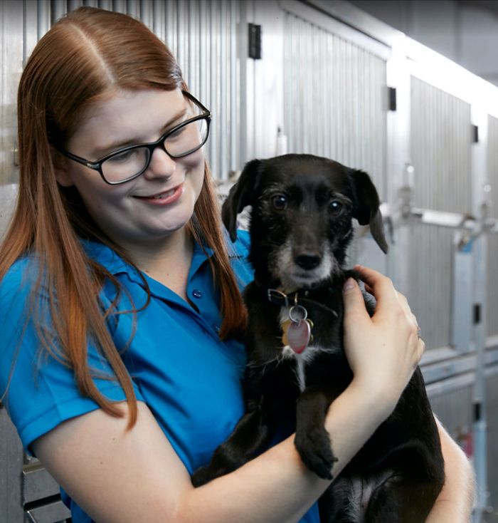 tk-9 employee holding in her arms black little dog in the kennels for dog boarding
