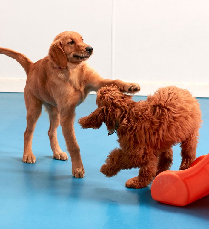 puppies playing at tk-9 daycare